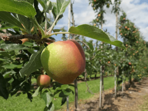 Our Local Fruit Supplier